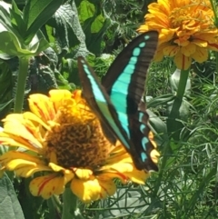 Graphium choredon (Blue Triangle) at Lower Borough, NSW - 31 Mar 2024 by mcleana