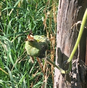 Vanessa itea at Lower Borough, NSW - 31 Mar 2024 03:12 PM