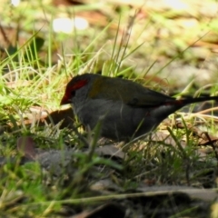 Neochmia temporalis (Red-browed Finch) at Bundanoon - 2 Apr 2024 by GlossyGal