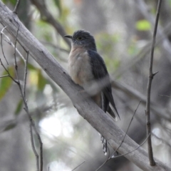 Cacomantis flabelliformis (Fan-tailed Cuckoo) at Wingecarribee Local Government Area - 3 Apr 2024 by GlossyGal
