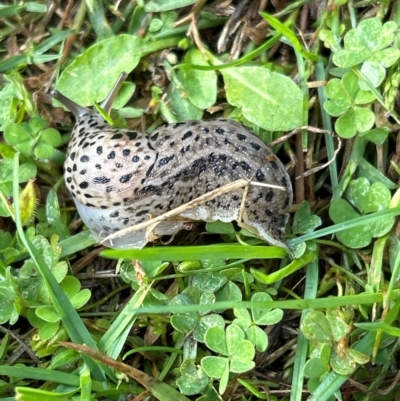 Unidentified Snail or Slug (Gastropoda) at Gilmore, ACT - 3 Apr 2024 by Melmo