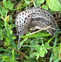 Limax maximus at Gilmore, ACT - 4 Apr 2024 08:59 AM