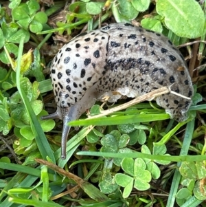 Limax maximus at Gilmore, ACT - 4 Apr 2024 08:59 AM