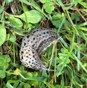 Limax maximus at Gilmore, ACT - 4 Apr 2024 08:59 AM