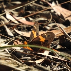 Tisiphone abeona (Varied Sword-grass Brown) at Wingecarribee Local Government Area - 2 Apr 2024 by GlossyGal