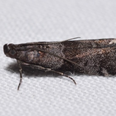 Lasiosticha opimella (A Pyralid moth) at QPRC LGA - 3 Apr 2024 by DianneClarke