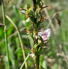 Prasophyllum tadgellianum (Tadgell's leek orchid) at Namadgi National Park - 12 Jan 2024 by Venture