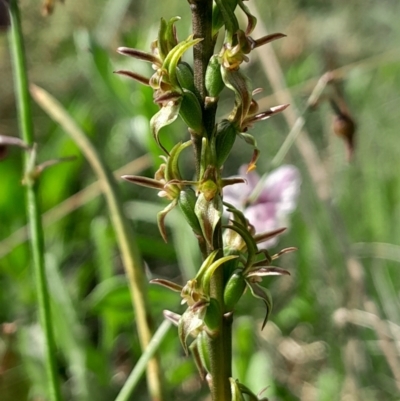 Prasophyllum tadgellianum (Tadgell's leek orchid) at Cotter River, ACT - 12 Jan 2024 by Venture