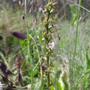 Prasophyllum tadgellianum at Namadgi National Park - 12 Jan 2024