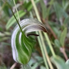 Diplodium aestivum (Long-tongued Summer Greenhood) at Cotter River, ACT - 12 Jan 2024 by Venture