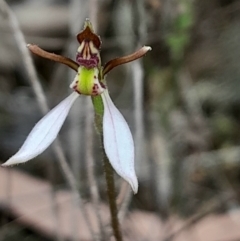 Eriochilus cucullatus (Parson's Bands) at Bruce, ACT - 13 Mar 2024 by Venture
