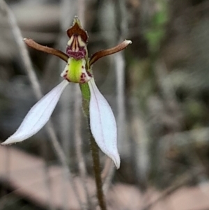 Eriochilus cucullatus at Black Mountain - 13 Mar 2024