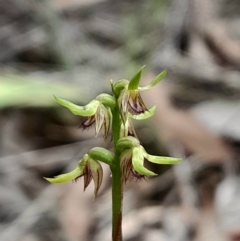 Corunastylis cornuta (Horned Midge Orchid) at Acton, ACT - 13 Mar 2024 by Venture