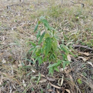 Olearia lirata at The Pinnacle - 3 Apr 2024 02:20 PM