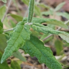 Olearia lirata at The Pinnacle - 3 Apr 2024 02:20 PM