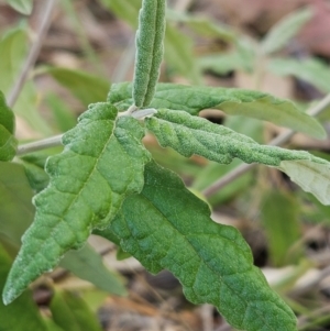 Olearia lirata at The Pinnacle - 3 Apr 2024 02:20 PM