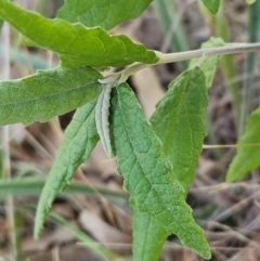 Olearia lirata at The Pinnacle - 3 Apr 2024 02:20 PM