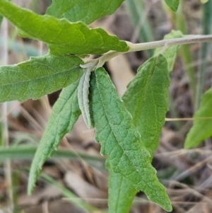 Olearia lirata at The Pinnacle - 3 Apr 2024