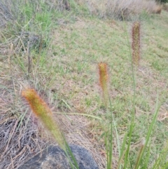 Cenchrus purpurascens at McKellar, ACT - 4 Apr 2024