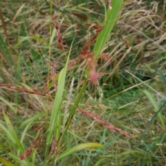 Phragmites australis at McKellar, ACT - 4 Apr 2024