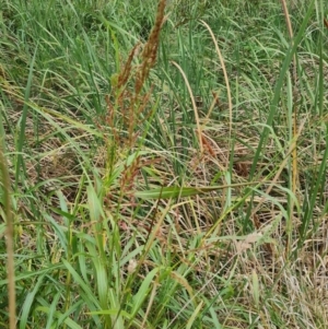 Phragmites australis at McKellar, ACT - 4 Apr 2024