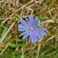 Cichorium intybus (Chicory) at McKellar, ACT - 4 Apr 2024 by WalkYonder