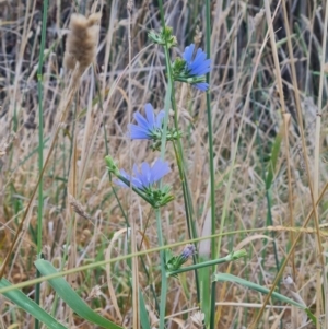 Cichorium intybus at McKellar, ACT - 4 Apr 2024