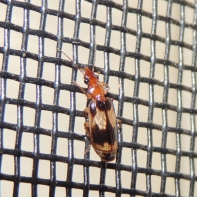 Trigonothops sp. (genus) (Bark carab beetle) at Pollinator-friendly garden Conder - 11 Nov 2023 by michaelb
