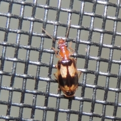 Trigonothops sp. (genus) at Pollinator-friendly garden Conder - 11 Nov 2023 09:25 PM