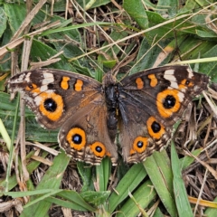 Junonia villida (Meadow Argus) at Braidwood, NSW - 4 Apr 2024 by MatthewFrawley