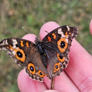 Junonia villida at QPRC LGA - 4 Apr 2024 11:57 AM