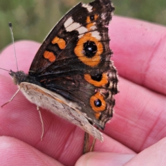 Junonia villida at QPRC LGA - 4 Apr 2024 11:57 AM