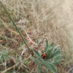 Micraspis frenata (Striped Ladybird) at Symonston, ACT - 4 Apr 2024 by CallumBraeRuralProperty