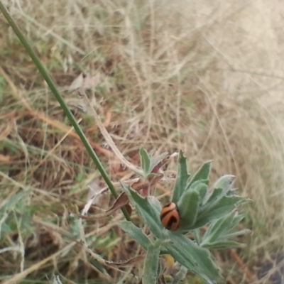 Micraspis frenata (Striped Ladybird) at Symonston, ACT - 4 Apr 2024 by CallumBraeRuralProperty