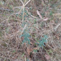 Epilobium billardiereanum subsp. cinereum (Variable Willow-herb) at Symonston, ACT - 4 Apr 2024 by CallumBraeRuralProperty
