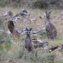 Macropus giganteus (Eastern Grey Kangaroo) at Watson, ACT - 3 Apr 2024 by HappyWanderer