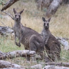 Macropus giganteus at The Fair, Watson - 4 Apr 2024