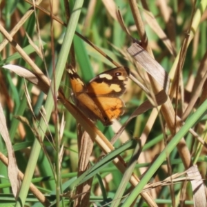 Heteronympha merope at Jerrabomberra Wetlands - 3 Apr 2024