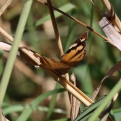 Heteronympha merope at Jerrabomberra Wetlands - 3 Apr 2024