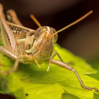 Austracris guttulosa (Spur-throated Locust) at Lyons, ACT - 3 Apr 2024 by Gallpix