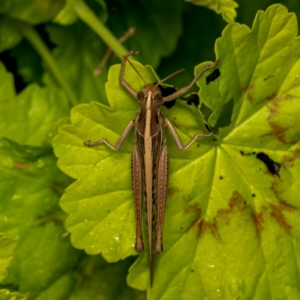 Austracris guttulosa at Lyons, ACT - 4 Apr 2024