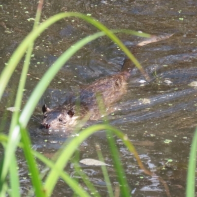 Hydromys chrysogaster (Rakali or Water Rat) at Fyshwick, ACT - 3 Apr 2024 by RodDeb