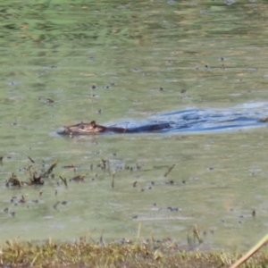 Hydromys chrysogaster at Jerrabomberra Wetlands - 3 Apr 2024