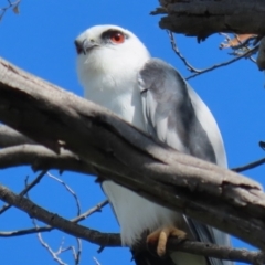 Elanus axillaris (Black-shouldered Kite) at Jerrabomberra Wetlands - 3 Apr 2024 by RodDeb