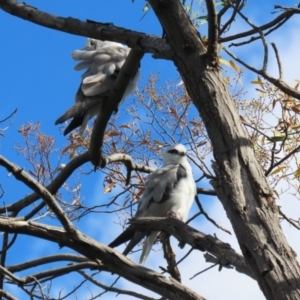 Elanus axillaris at Jerrabomberra Wetlands - 3 Apr 2024