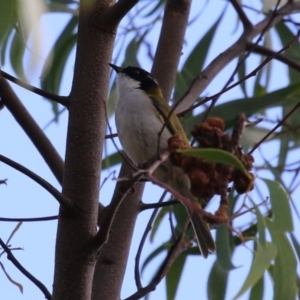 Melithreptus lunatus at Jerrabomberra Wetlands - 3 Apr 2024 01:40 PM