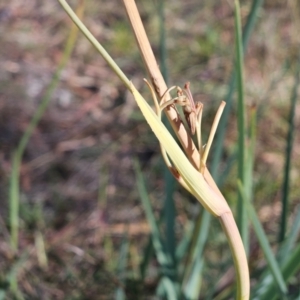 Dianella sp. aff. longifolia (Benambra) at The Pinnacle - 3 Apr 2024