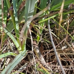 Dianella sp. aff. longifolia (Benambra) at The Pinnacle - 3 Apr 2024