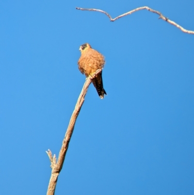 Falco longipennis (Australian Hobby) at Gelston Park, NSW - 3 Apr 2024 by Darcy