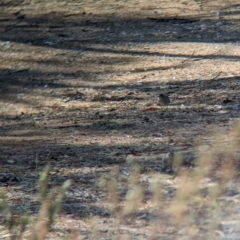 Aphelocephala leucopsis (Southern Whiteface) at Gelston Park, NSW - 4 Apr 2024 by Darcy